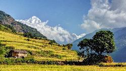 Rice terraces, click to see entire gallery