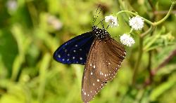 One of the larger butterflies is the blue-winged Crow butterfly.
