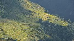 Isolated houses near Choomrong surrounded by rice terraces, harvest season has just begun.