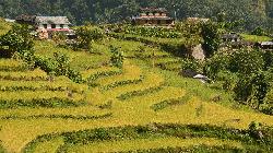 Countryside with typical Gurung architecture amidst rice fields and banana trees.