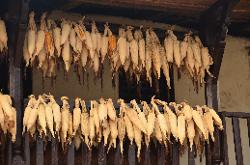 Corn is piled or hung out to dry in each household.