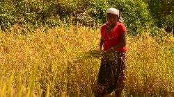October is harvesting season for rice in many parts of Nepal.