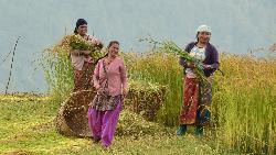 Though hard work, these women have a good time cutting the rice rice.