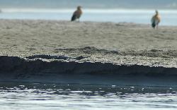 From the boat we see the wildlife at the national park's boundary; here a rare Gharial crocodile is resting on the bank.