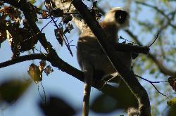 Langur monkey sitting in the trees.