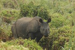 They are quite tame; after a short glance at our elephant the rhino ignores us.