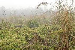 After a long day on elephant's back we finally see the rare rhino (Rhinoceros unicornis); the entire population is estimated to be at 2'000.