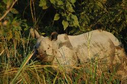 As the sun sets; the elephant driver spots a male at the edge of the dense forest.