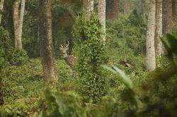 ... while spotted deer warn them about dangers on the ground.