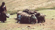 shepherds near Charkha La