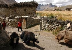 Yaks being driven into the village.