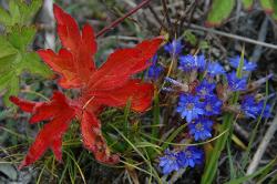Clustered summer gentian contrasted by red leave, near Ringmo in Dolpo Nepal.