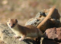 Himalayan stoat at an altitude of almost 5'000 meters.