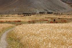 Trail goes through golden barley fields to the small village of Shipchok.