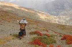 Nomad with fierce watchdog on way to Saldang whose yellow barley fields stand out of the ochre barren hillsides.