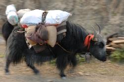 Loaded yak, the animals can be fast if they want to and keeping a safe distance isn't a bad idea.