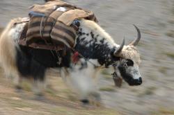Another  yak carrying a small load.