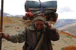 Old gentleman on the way to his house in Saldang to drop of the yak dung that heats the houses in winter.