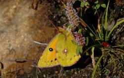 Nepal features a huge number of butterflies; some even at 4'000 meters above sea level.