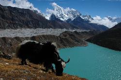 Yak grazing above Gokyo lake, click to see entire gallery