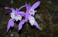 Sikkim is known for its rich flora; and especially the variety of orchids.