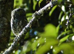 Owl sitting in a tree near Tangshing enjoys the warm morning sun.