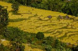 Rice paddies cascade down the gentle hillside.