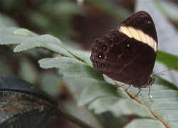 butterfly_brown.jpg (101366 Byte)