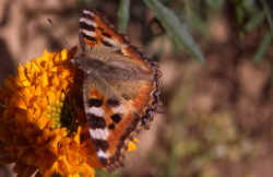 butterfly_orange.jpg (118584 Byte)
