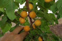 Most fruit is brought in from Srinagar; an exception are apricots which grow everywere in western Ladakh and taste delicious right off the tree.