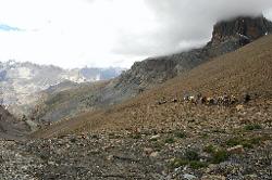 Horse caravan descends from Singe La towards Zanskar where the weather looks better.