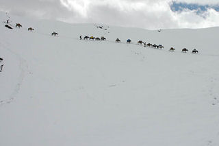 Crossing Sirsir La in snow