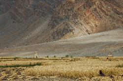We head back north into Ladakh; after crossing the Zanskar river we pass through barley on the wide fields of Pishu.