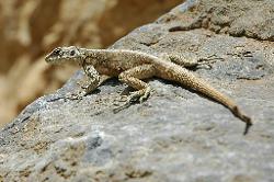 Orangespotted lizard resting on the hot rocks.