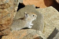 While taking a picture of a baby pika...
