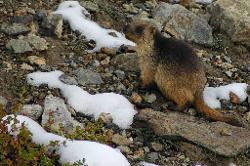 Marmots are also out of their holes and look for food.
