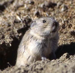 pika.jpg (75120 bytes)