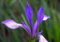 blueflower_1.jpg (108836 Byte)