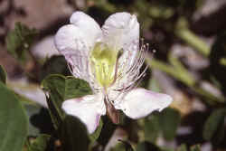 whiteflower.jpg (99085 Byte)