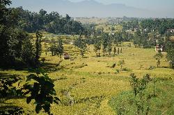 In Nepal we escape the city by an overnight trip to Nagarkot; driving through lush rice fields near Bhaktapur.