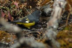 Large number of different birds can be heard - rarely seen - in the intact parts of the forest.