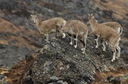 Young blue sheep lick lichen of the rocks.