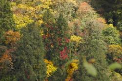 Stunning foliage in the Lachen valley.