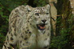 snow_leopard_body.jpg (109061 Byte)