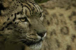 snow_leopard_face.jpg (108301 Byte)