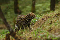 wild_cat.jpg (105769 Byte)